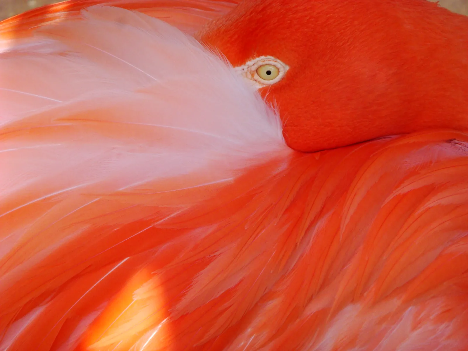 Macro of flamingo feathers